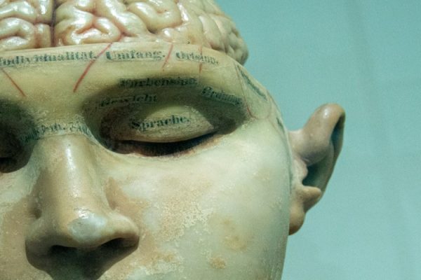 brain
